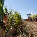 corn harvest