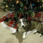 Christmas 2012 117 Christmas Corgi