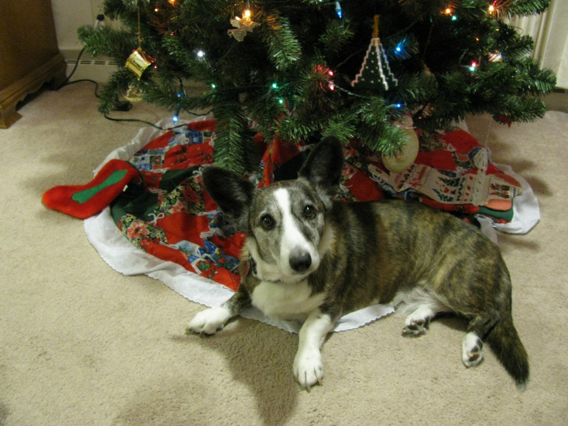 Christmas Corgi