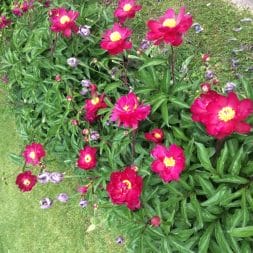 flowers from my garden