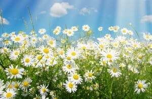 Field of Daisies