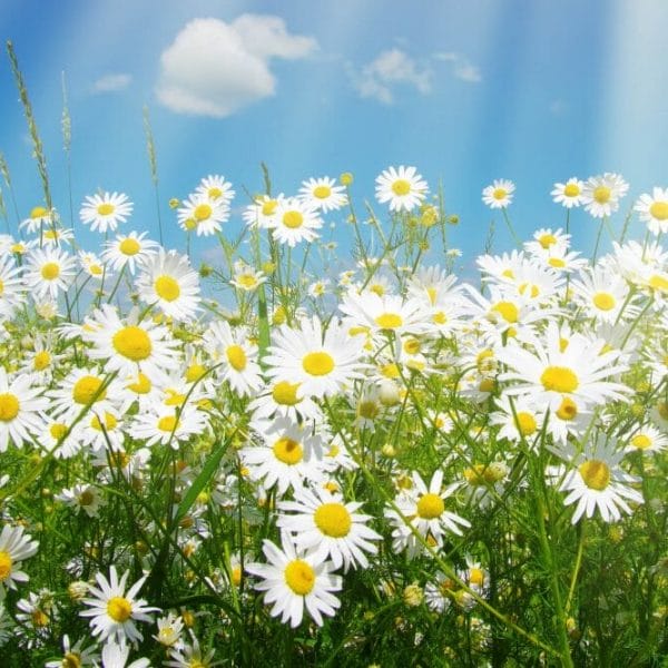 Field of Daisies