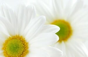 two-daisies1
