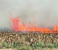 cornfield fire