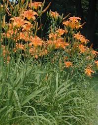day lilies