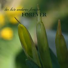 forever-love-3