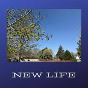 Creation Prtompts - New Life