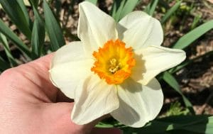 Creation Prompts - Daffodil