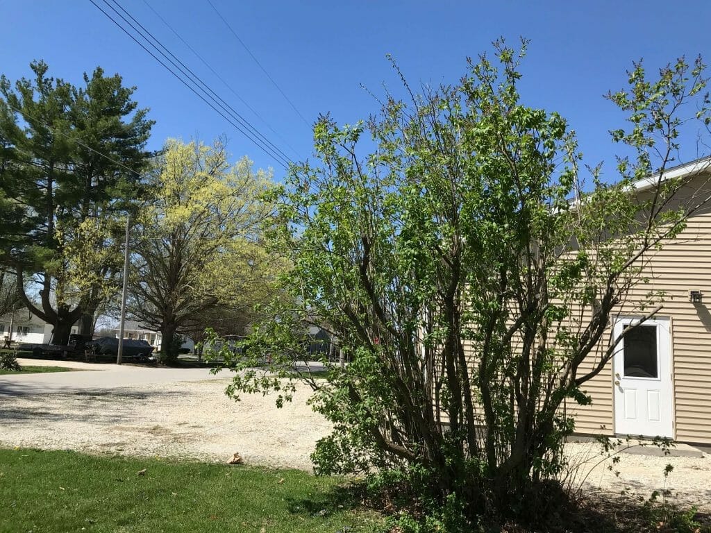 Creation Prompts - lilac tree