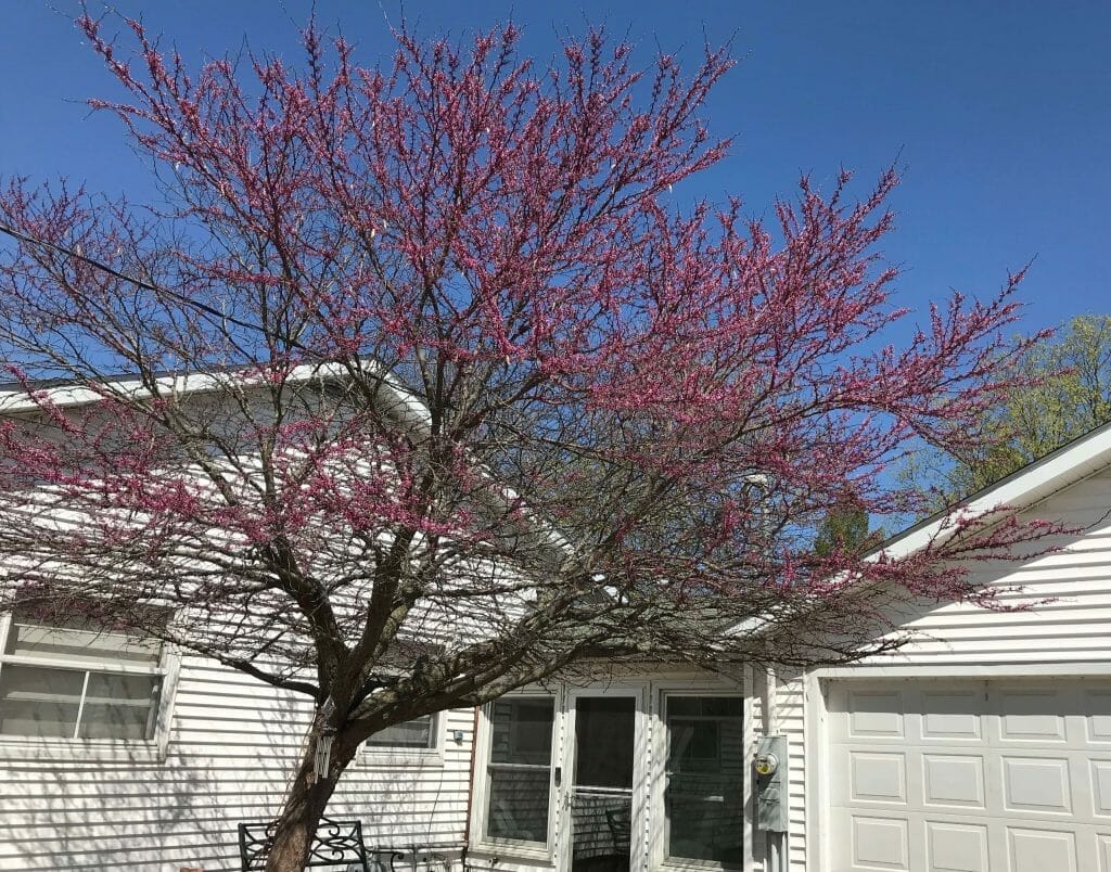 Creation Prompts - redbud tree