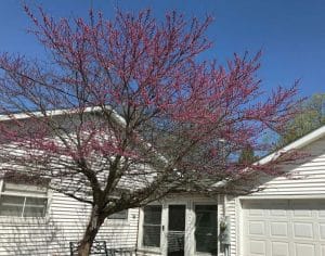Creation Prompts - redbud tree