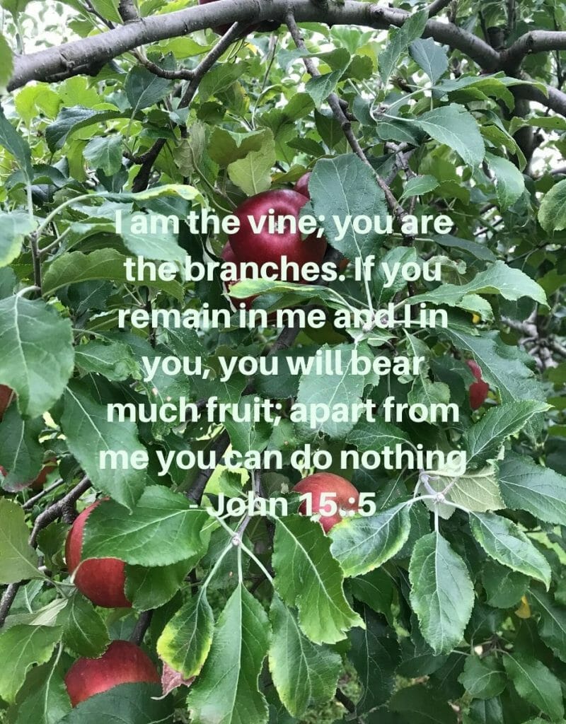 I am the Vine, you are the branches - John 15:5