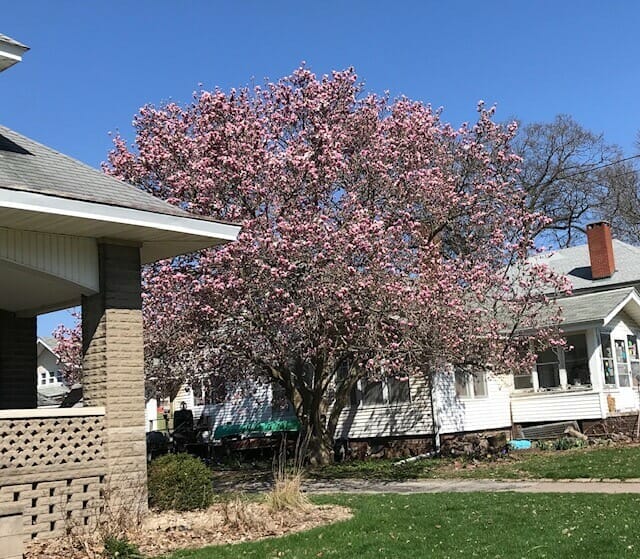 Redbud tree - Oblivious Spring is here!