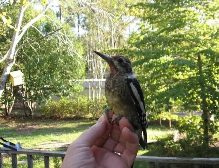 Yellow bellied sapsucker - photo by Janice Green