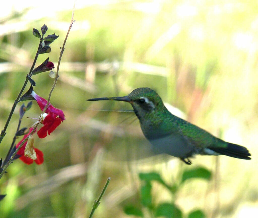 Hummingbirds - photo by Elaine Koutsiukos