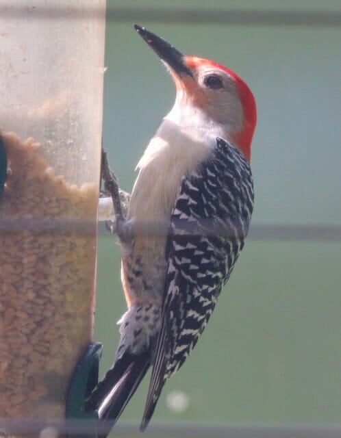 Red Bellied Woodpecker - photo by Mary Huffman