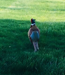 Pheasant - photo by Jule Allaman