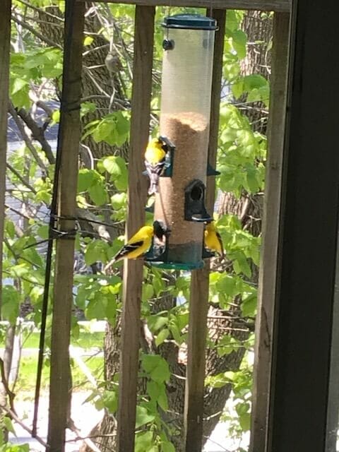 yellow finches - photo by Karen Wingate