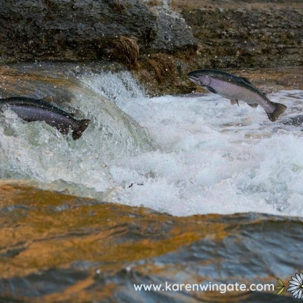 Salmon Swimming Upstream