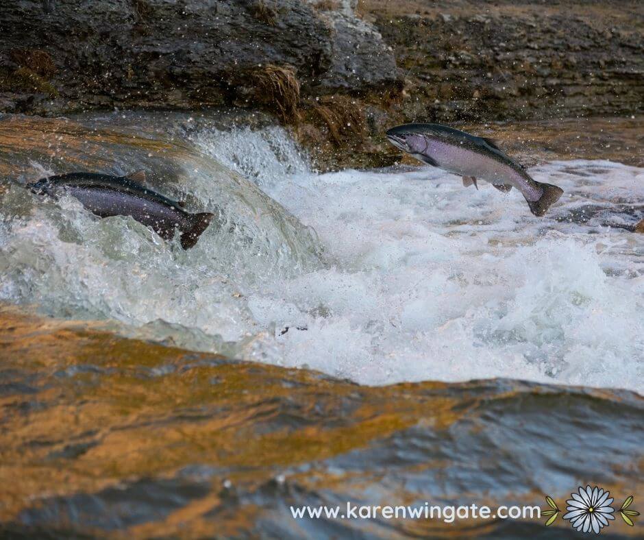 Salmon swimming upstream.