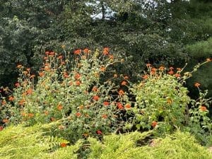 Beautiful Desert Flowers in Bloom