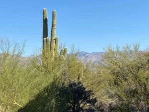 Karen Wingate moving back to the beautiful desert