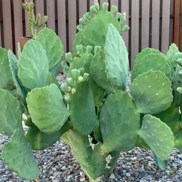 prickly pear cacti