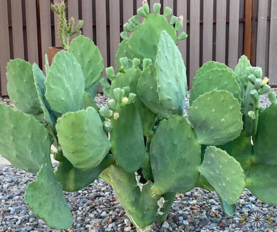 Prickly pear Cactus