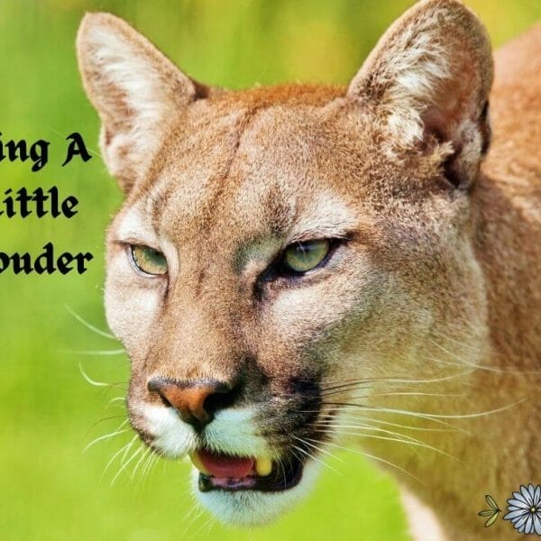 Sing a little louder